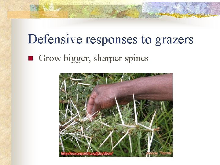 Defensive responses to grazers n Grow bigger, sharper spines 