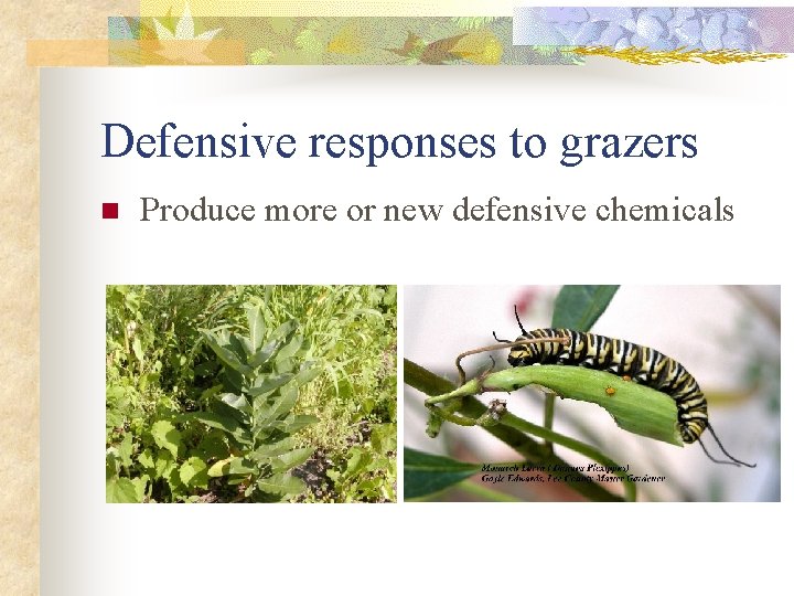 Defensive responses to grazers n Produce more or new defensive chemicals 