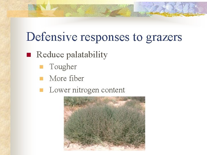 Defensive responses to grazers n Reduce palatability n n n Tougher More fiber Lower