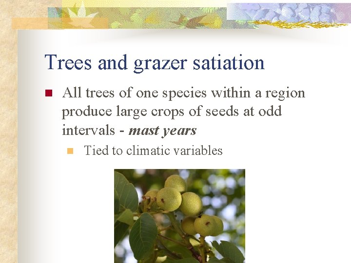Trees and grazer satiation n All trees of one species within a region produce