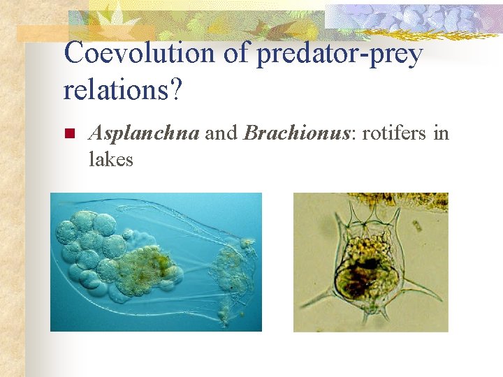 Coevolution of predator-prey relations? n Asplanchna and Brachionus: rotifers in lakes 