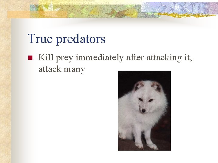 True predators n Kill prey immediately after attacking it, attack many 
