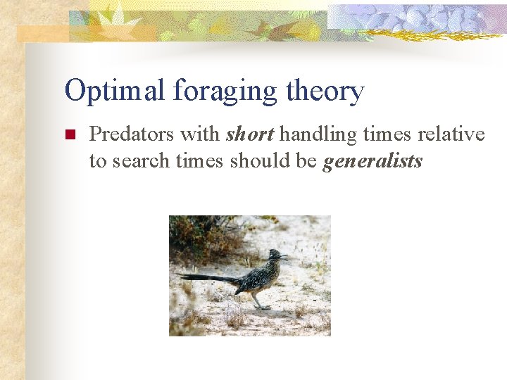 Optimal foraging theory n Predators with short handling times relative to search times should