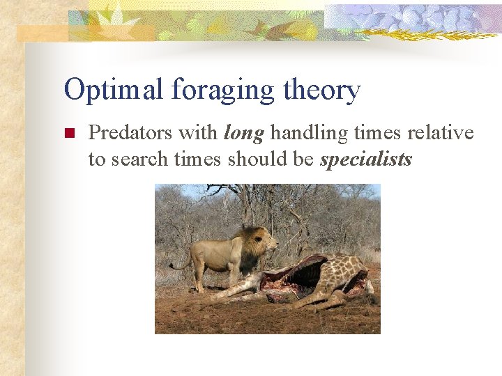 Optimal foraging theory n Predators with long handling times relative to search times should