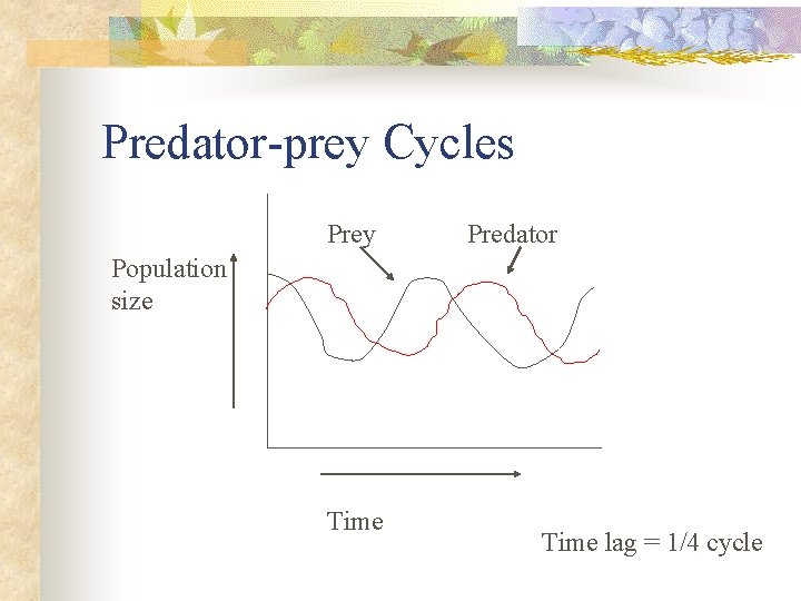 Predator-prey Cycles Prey Predator Population size Time lag = 1/4 cycle 