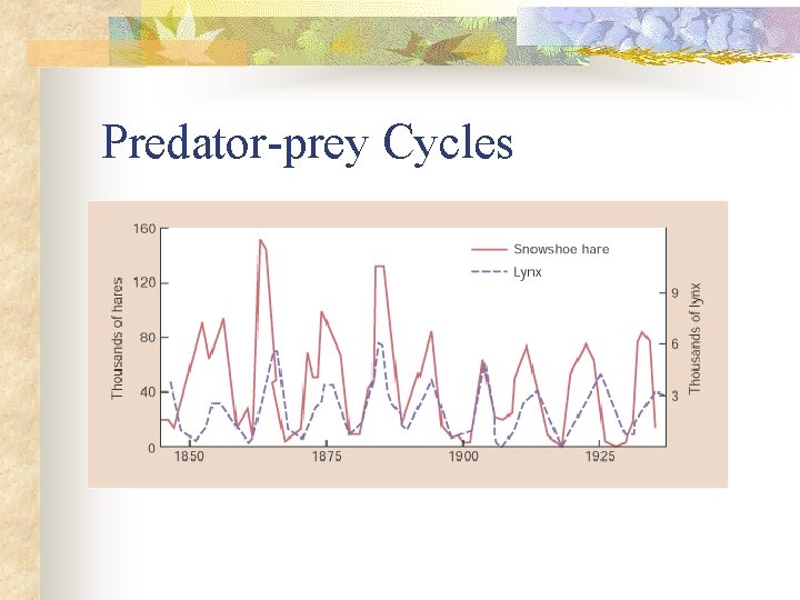 Predator-prey Cycles 