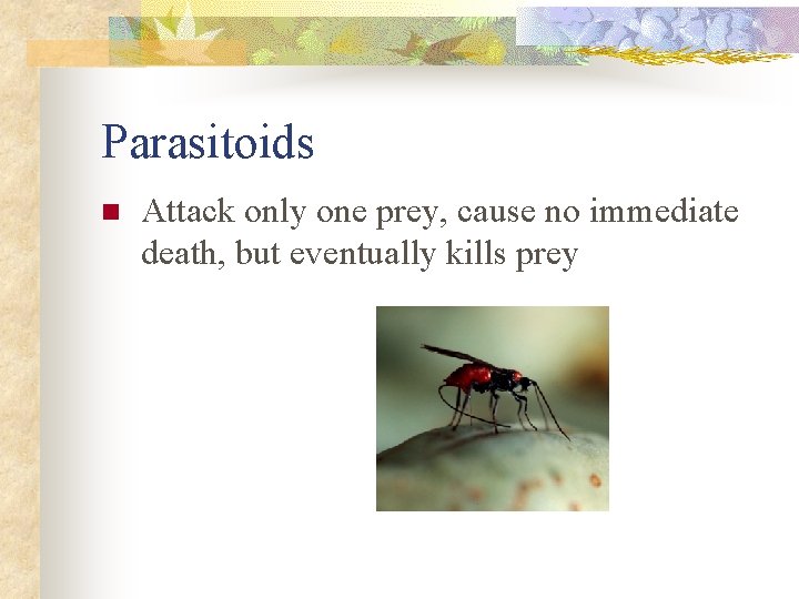 Parasitoids n Attack only one prey, cause no immediate death, but eventually kills prey