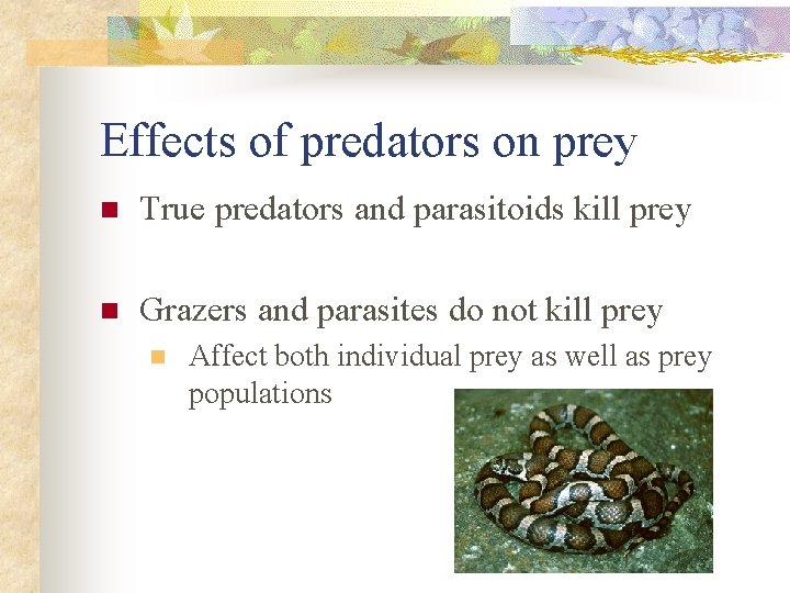 Effects of predators on prey n True predators and parasitoids kill prey n Grazers