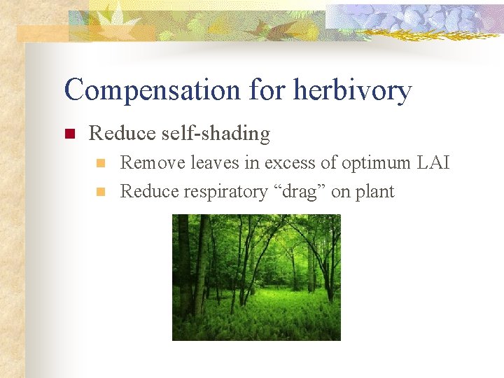 Compensation for herbivory n Reduce self-shading n n Remove leaves in excess of optimum