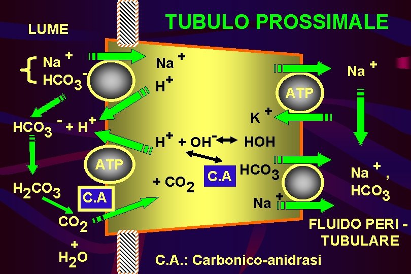 TUBULO PROSSIMALE LUME + Na Na + + H HCO 3 - + H+