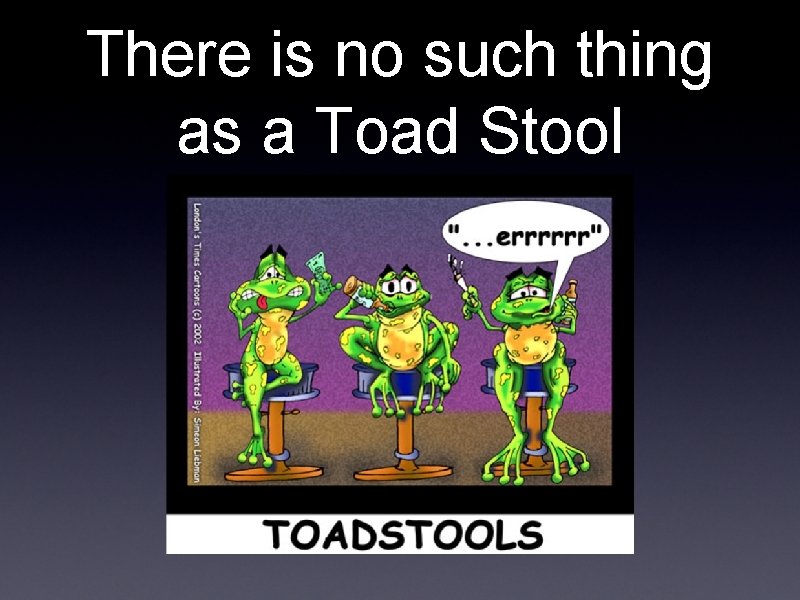 There is no such thing as a Toad Stool 