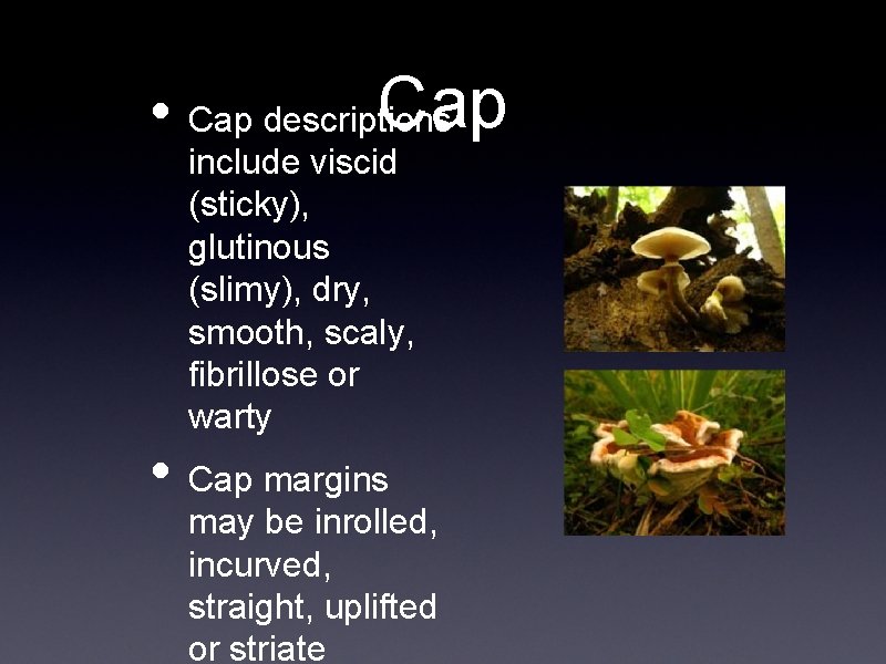 Cap • Cap descriptions include viscid (sticky), glutinous (slimy), dry, smooth, scaly, fibrillose or