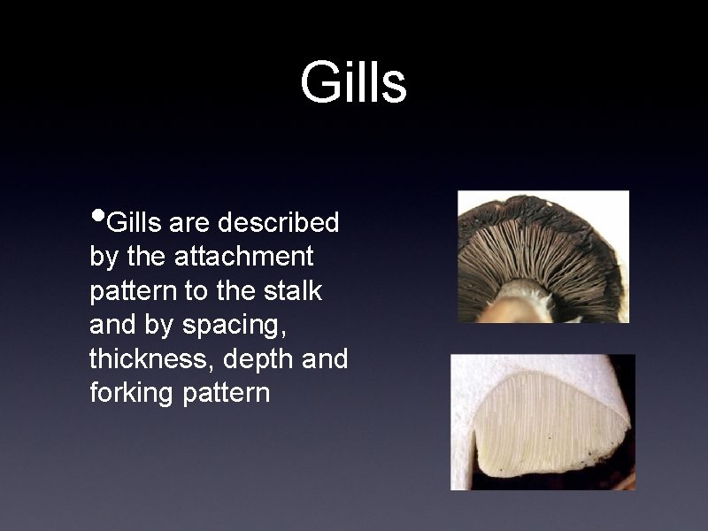 Gills • Gills are described by the attachment pattern to the stalk and by