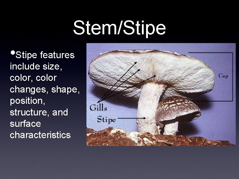 Stem/Stipe • Stipe features include size, color changes, shape, position, structure, and surface characteristics