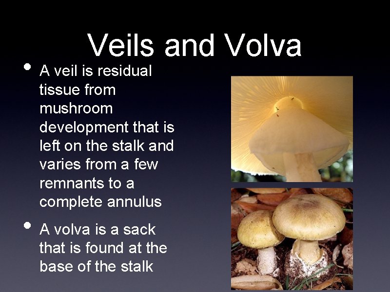 Veils and Volva • A veil is residual tissue from mushroom development that is