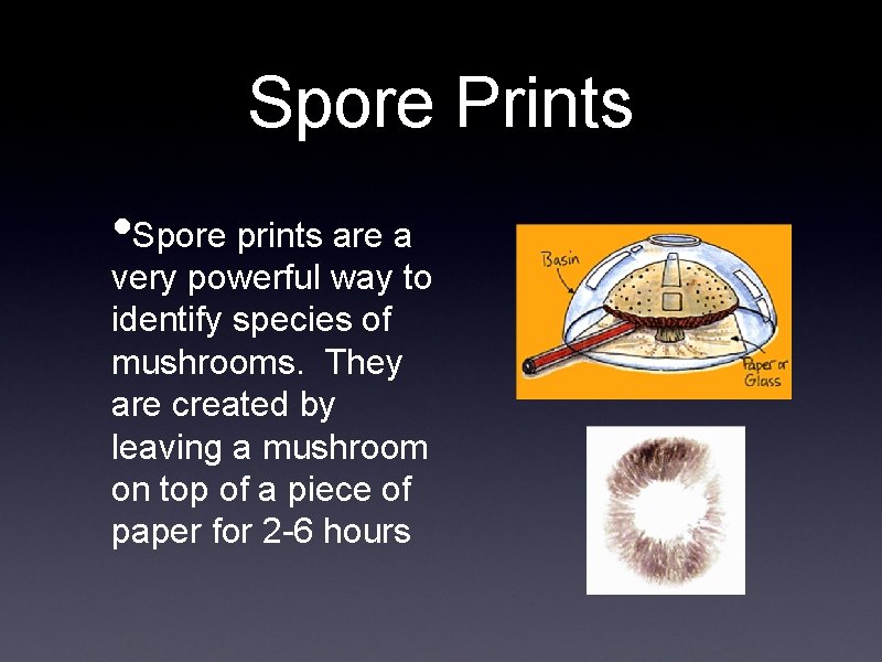 Spore Prints • Spore prints are a very powerful way to identify species of