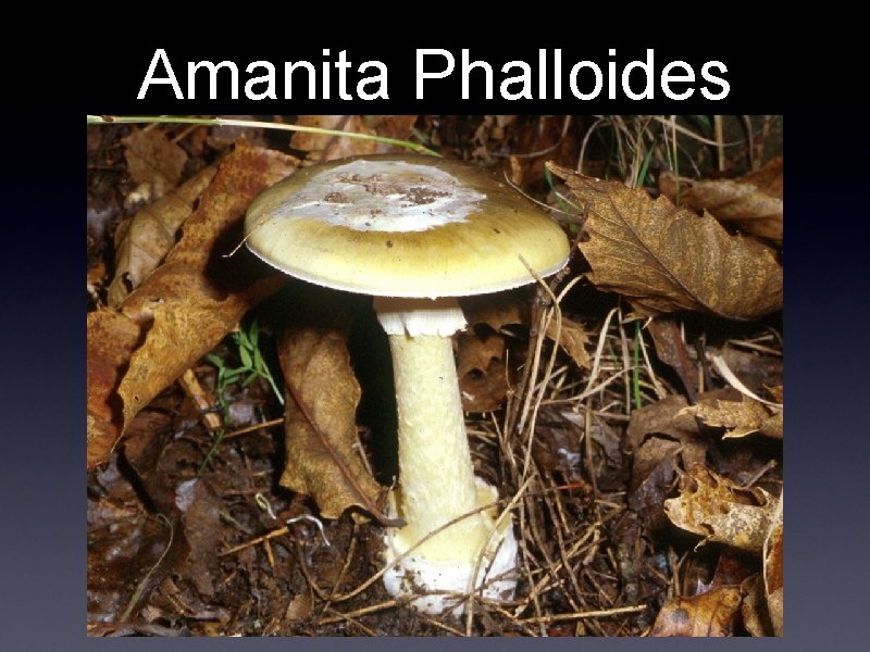 Amanita Phalloides 