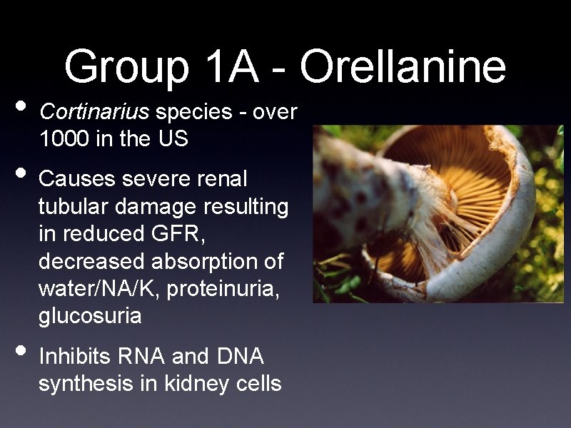 Group 1 A - Orellanine • Cortinarius species - over 1000 in the US