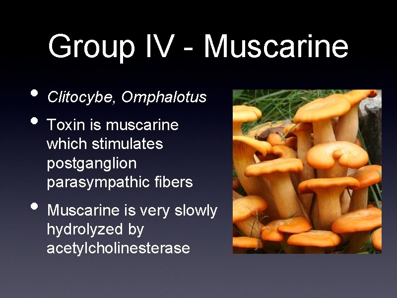 Group IV - Muscarine • Clitocybe, Omphalotus • Toxin is muscarine which stimulates postganglion