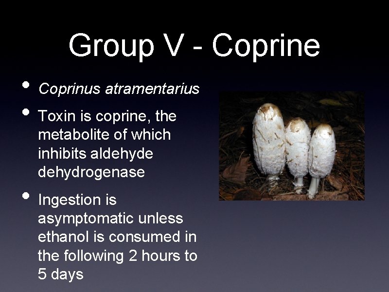 Group V - Coprine • Coprinus atramentarius • Toxin is coprine, the metabolite of