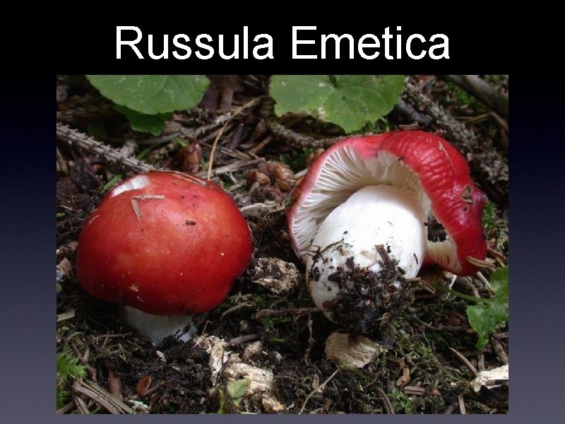 Russula Emetica 
