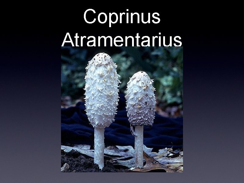 Coprinus Atramentarius 