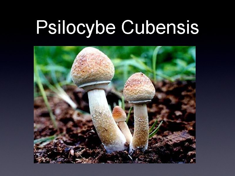 Psilocybe Cubensis 