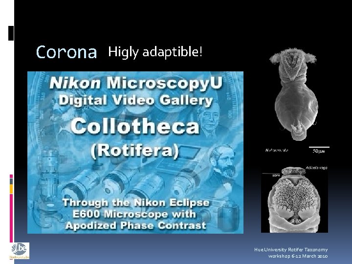 Corona Higly adaptible! Hue University Rotifer Taxonomy workshop 6 -12 March 2010 