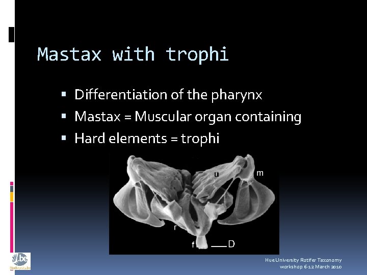 Mastax with trophi Differentiation of the pharynx Mastax = Muscular organ containing Hard elements