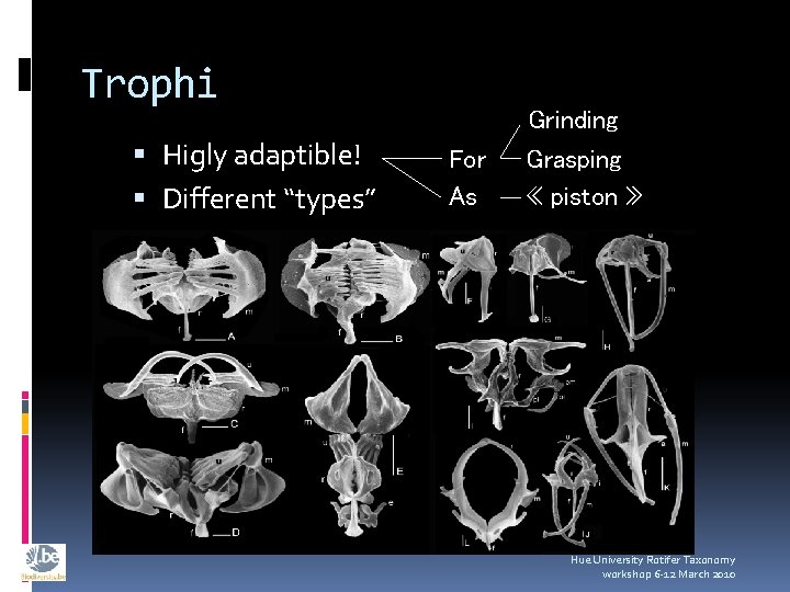 Trophi Higly adaptible! Different “types” For As Grinding Grasping « piston » Hue University