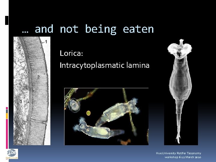 … and not being eaten Lorica: Intracytoplasmatic lamina Hue University Rotifer Taxonomy workshop 6