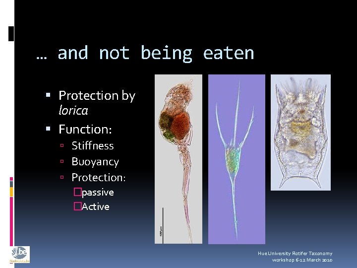 … and not being eaten Protection by lorica Function: Stiffness Buoyancy Protection: �passive �Active