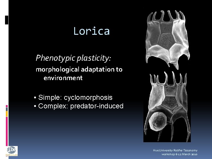 Lorica Phenotypic plasticity: morphological adaptation to environment • Simple: cyclomorphosis • Complex: predator-induced Hue