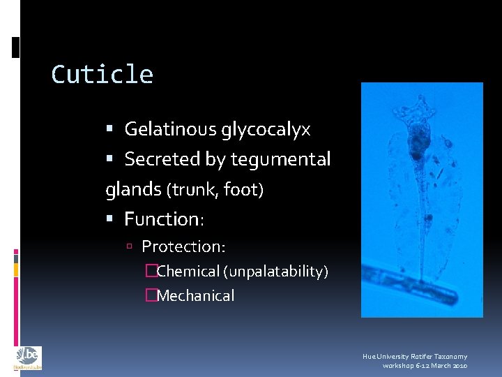 Cuticle Gelatinous glycocalyx Secreted by tegumental glands (trunk, foot) Function: Protection: �Chemical (unpalatability) �Mechanical