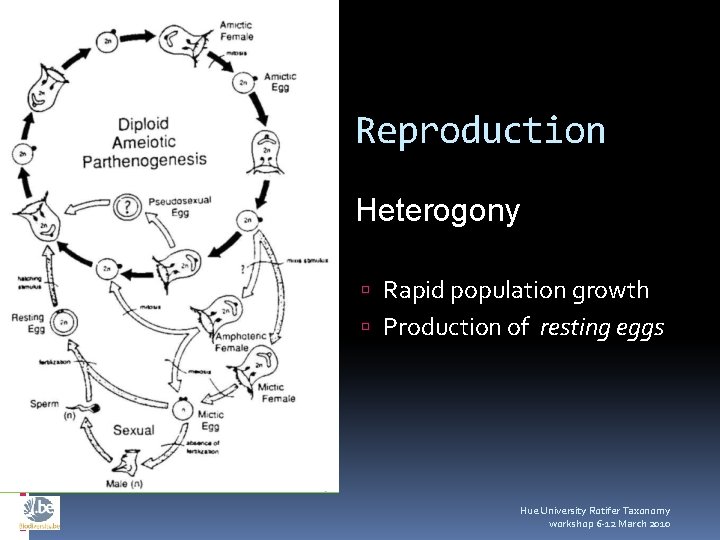 Reproduction Heterogony Rapid population growth Production of resting eggs Hue University Rotifer Taxonomy workshop