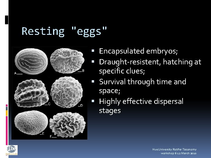 Resting "eggs" Encapsulated embryos; Draught-resistent, hatching at specific clues; Survival through time and space;