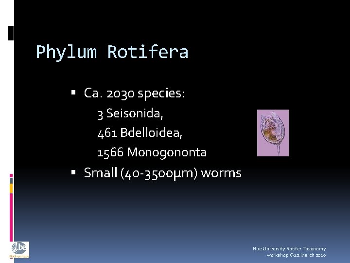 Phylum Rotifera Ca. 2030 species: 3 Seisonida, 461 Bdelloidea, 1566 Monogononta Small (40 -3500µm)