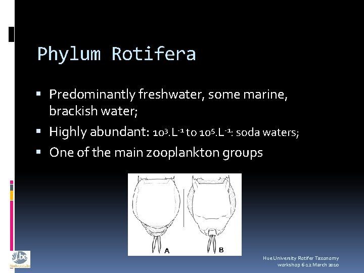 Phylum Rotifera Predominantly freshwater, some marine, brackish water; Highly abundant: 103. L-1 to 105.