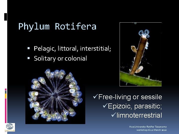 Phylum Rotifera Pelagic, littoral, interstitial; Solitary or colonial üFree-living or sessile üEpizoic, parasitic; ülimnoterrestrial