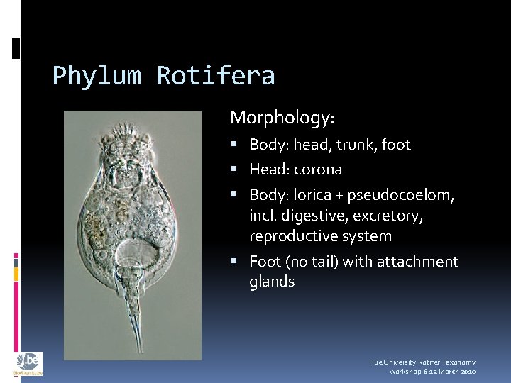 Phylum Rotifera Morphology: Body: head, trunk, foot Head: corona Body: lorica + pseudocoelom, incl.