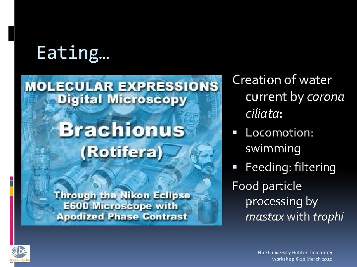 Eating… Creation of water current by corona ciliata: Locomotion: swimming Feeding: filtering Food particle