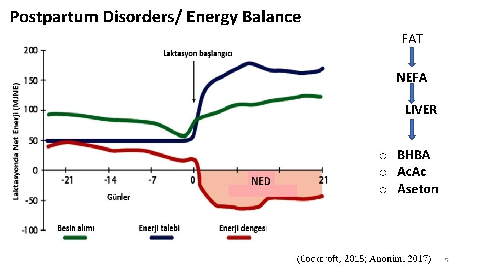 Postpartum Disorders/ Energy Balance FAT NEFA LIVER o BHBA o Ac. Ac o Aseton