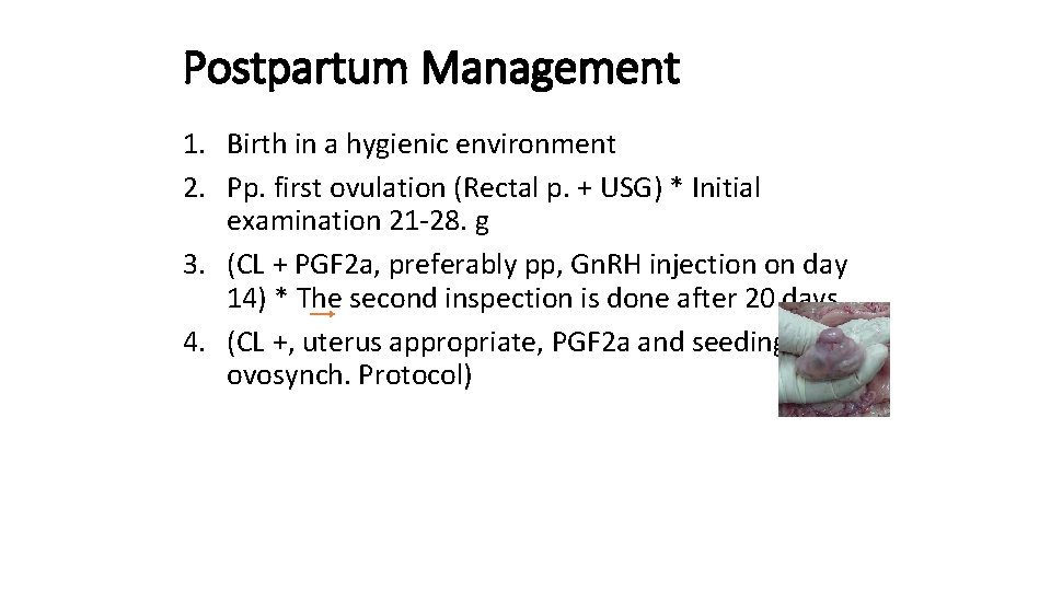 Postpartum Management 1. Birth in a hygienic environment 2. Pp. first ovulation (Rectal p.