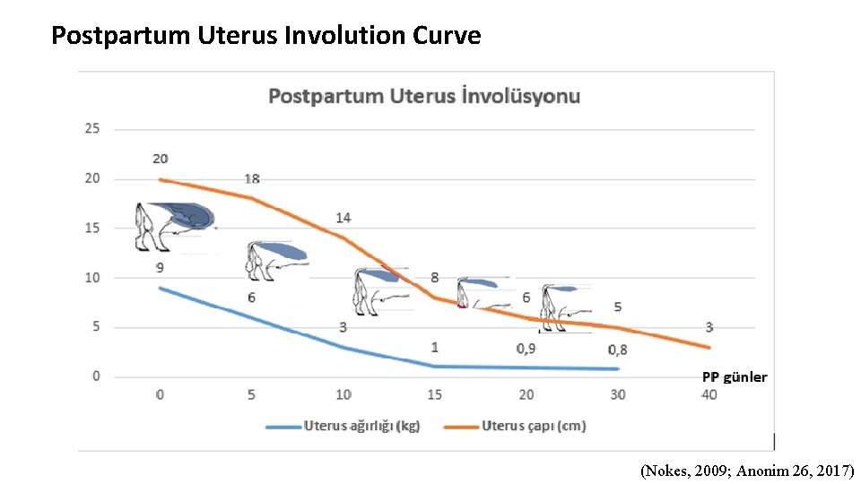 Postpartum Uterus Involution Curve (Nokes, 2009; Anonim 26, 2017) 