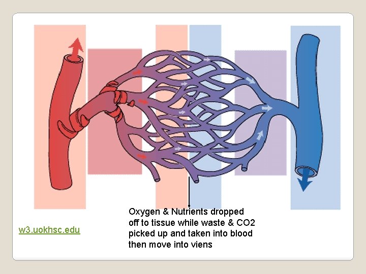 w 3. uokhsc. edu Oxygen & Nutrients dropped off to tissue while waste &