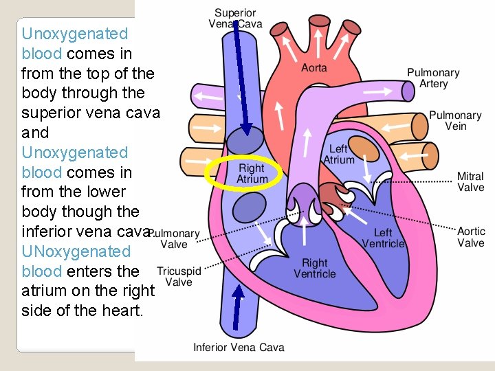 Unoxygenated blood comes in from the top of the body through the superior vena