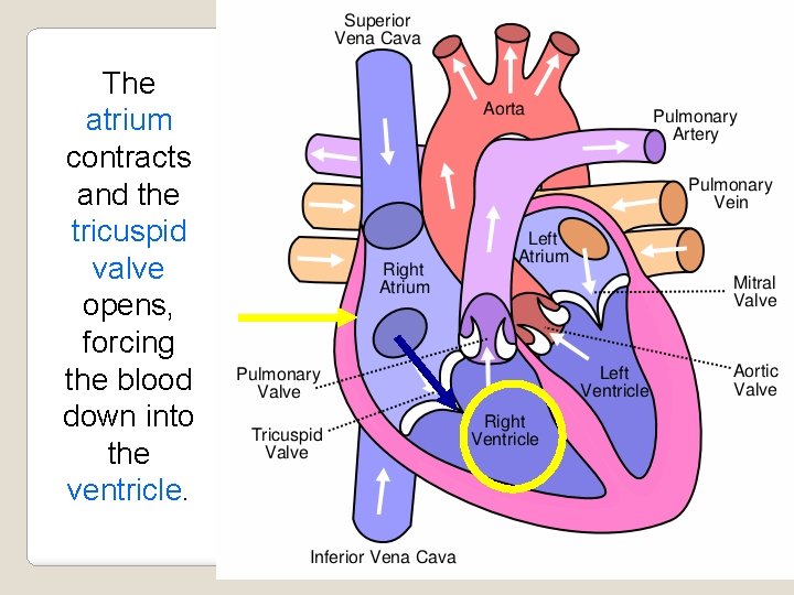 The atrium contracts and the tricuspid valve opens, forcing the blood down into the