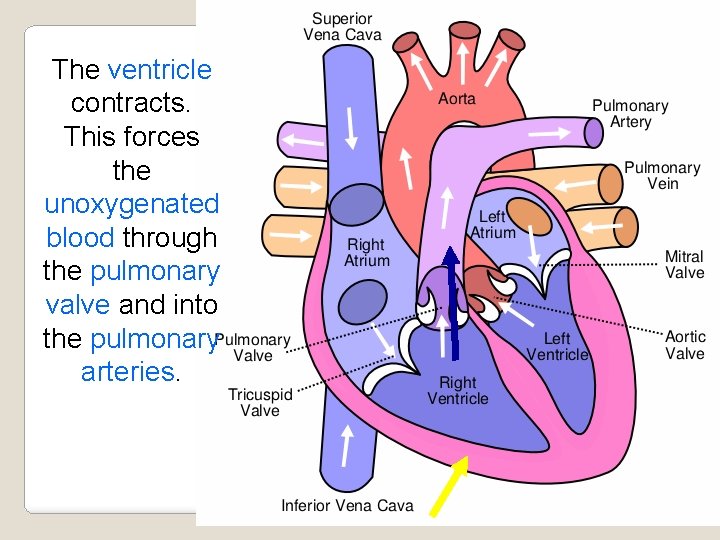 The ventricle contracts. This forces the unoxygenated blood through the pulmonary valve and into