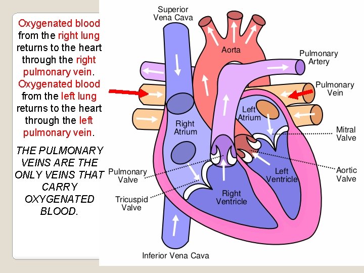 Oxygenated blood from the right lung returns to the heart through the right pulmonary