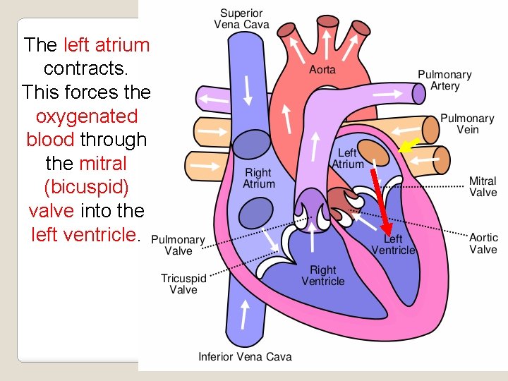 The left atrium contracts. This forces the oxygenated blood through the mitral (bicuspid) valve